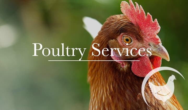 Sandhill Veterinary Services