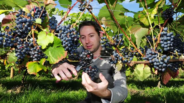 Ryedale Vineyards - Farm Shop in leavening north yorkshire
