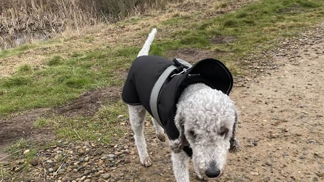 A dog in a black coat walks along a gravel path with fields and cloudy skies in the background.