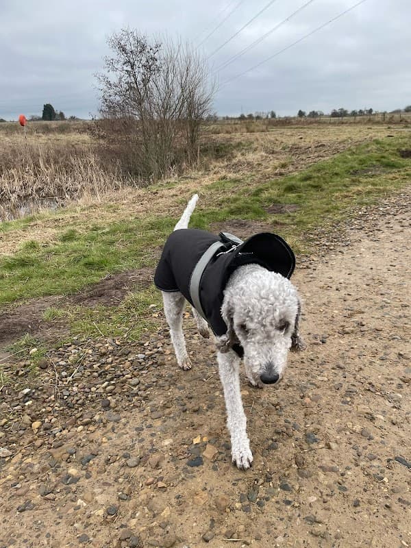 A dog in a black coat walks along a gravel path with fields and cloudy skies in the background.