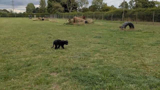 Narrow Lane Canine Play - Park in haxby