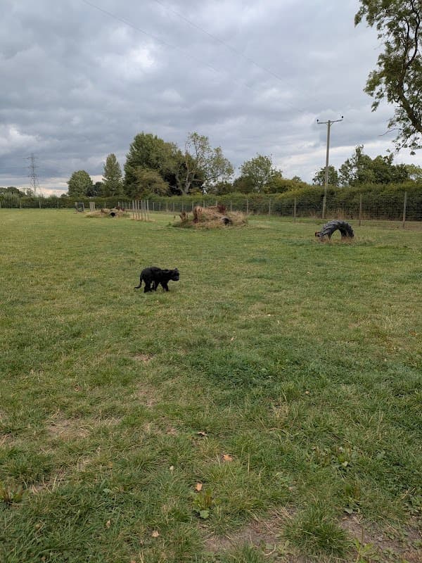 Narrow Lane Canine Play