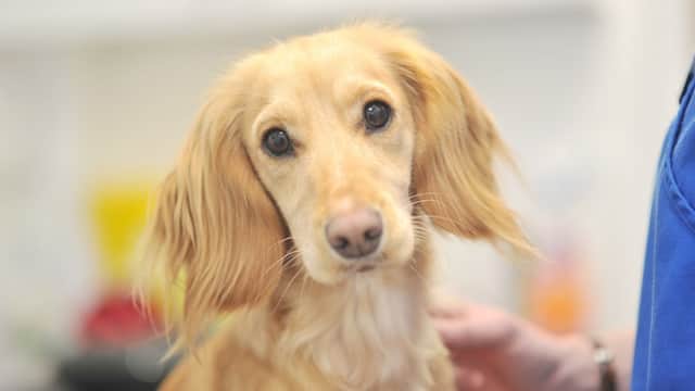Shipley and Idle Veterinary Centres - Vets in bradford