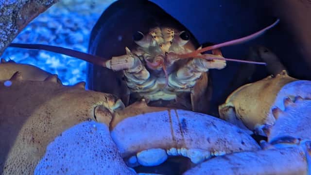 Whitby Marine Discovery Centre & Whitby Lobster Hatchery - Aquariums in whitby