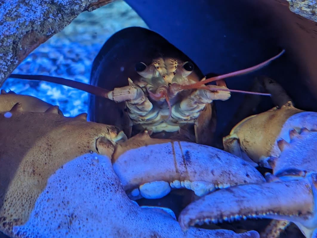 Whitby Marine Discovery Centre & Whitby Lobster Hatchery