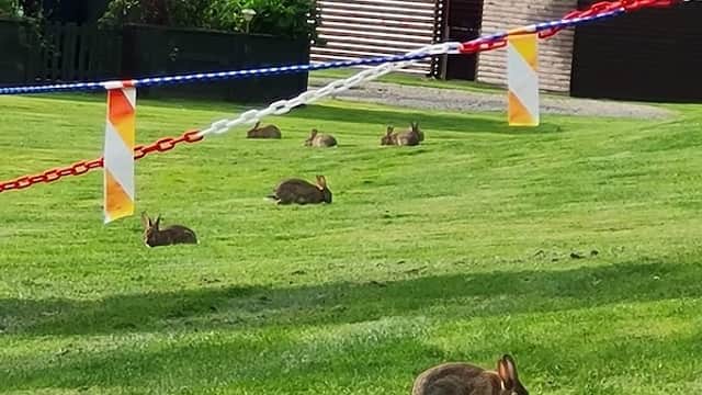 Rabbits grazing on lush green grass, with holiday cabins and colorful banners in the background.