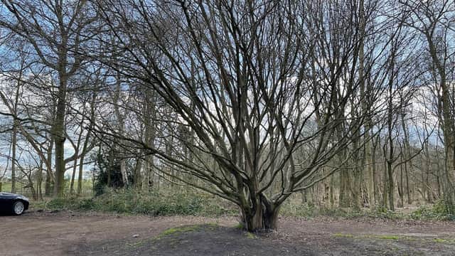 A large, bare tree stands in a gravel car park surrounded by sparse woodland and a cloudy sky.