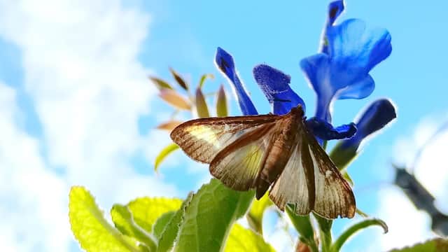 A butterfly perched on a vibrant blue flower with green leaves against a bright blue sky.