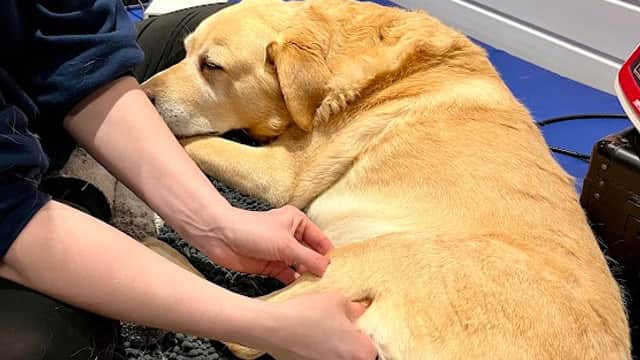A veterinarian performs physiotherapy on a relaxed yellow Labrador retriever in a treatment room.