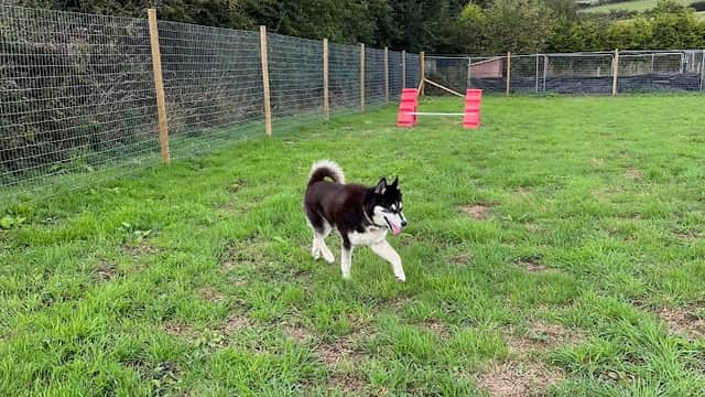 A black and white dog walks through a grassy field surrounded by a wooden fence and red agility equipment.