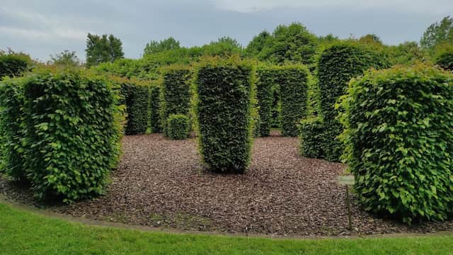 Lush green hedges shaped like pillars in a garden maze, surrounded by wood mulch and grassy areas under a cloudy sky.