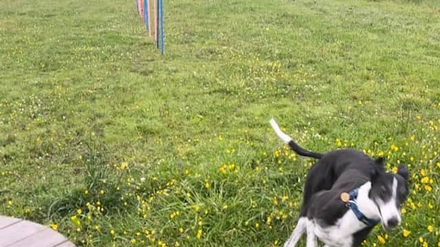 Take The Lead Dog Park - Park in batley
