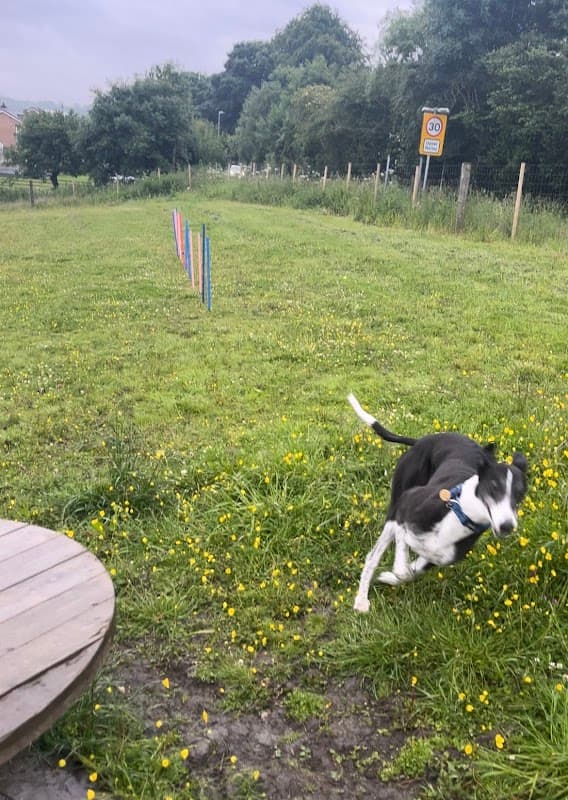 Take The Lead Dog Park