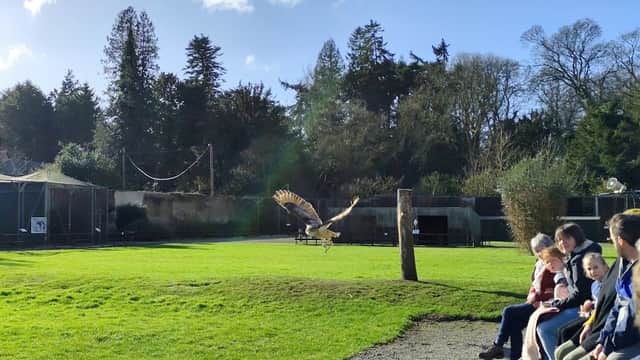A falcon in flight over a grassy area with spectators seated nearby, surrounded by trees and aviaries.