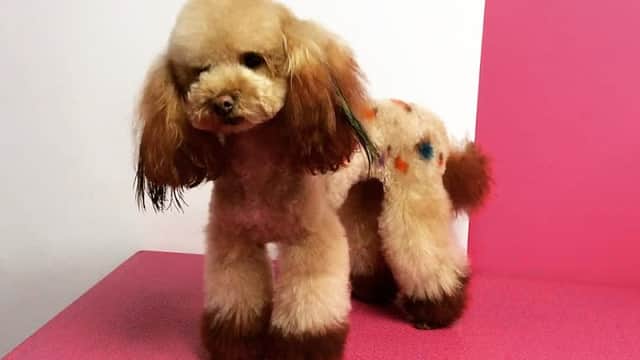 Amys Pets - Dog Grooming - Pet Shops in middlesbrough