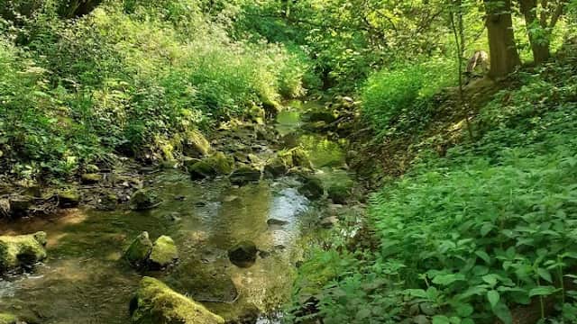 Lush green landscape with a small stream flowing through moss-covered rocks and dense vegetation in Conisbrough, Yorkshire.