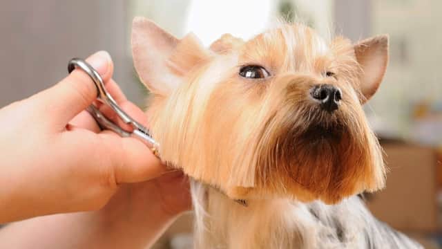Pride And Groom - Pet Shops in penistone