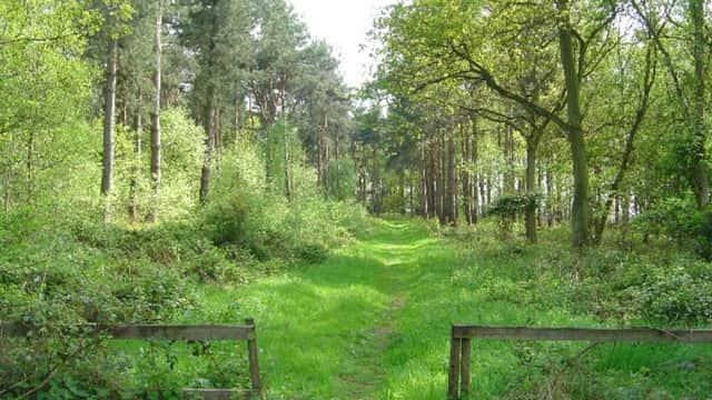 Lush green pathway through trees at Allerthorpe Common Nature Reserve, surrounded by vibrant foliage.