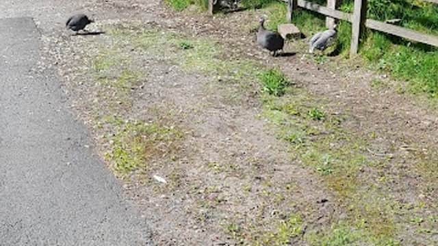 Copras Speciality Ltd - Removal Companies in todmorden
