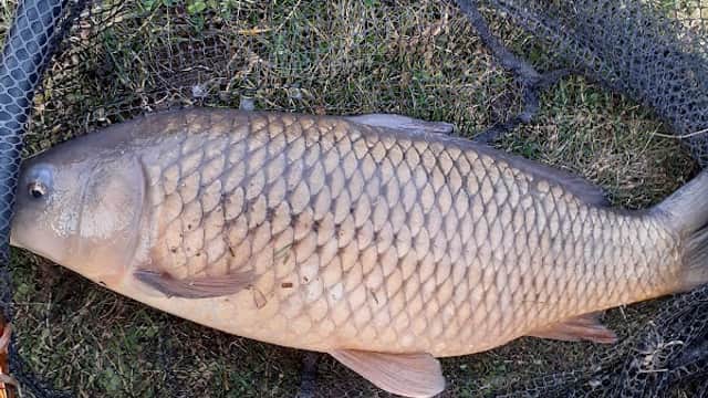 A large fish resting in a fishing net, surrounded by grass and a hint of water in the background.