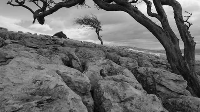 Hackfall - Woodland Trust - Garden in masham