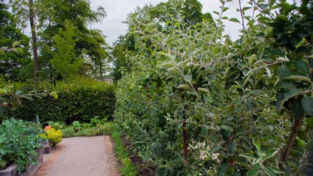 Lush garden path lined with apple trees and vibrant vegetable patches under a cloudy sky in Rudding Park.