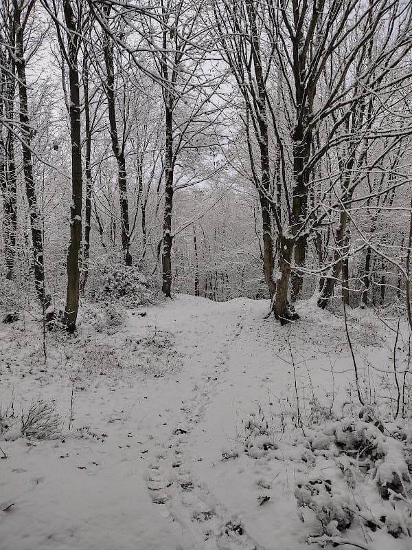 Pot House Wood