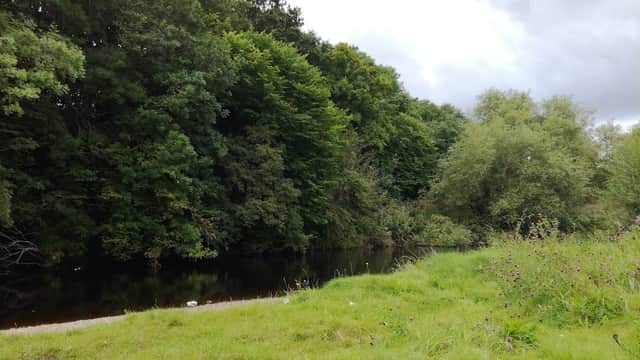Lush green trees line a calm riverbank, with grassy areas and wildflowers in a serene natural setting.