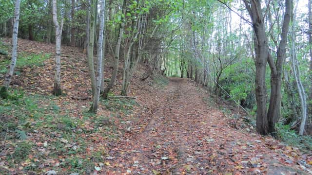 A winding dirt path through a wooded area with fallen leaves and trees lining both sides.