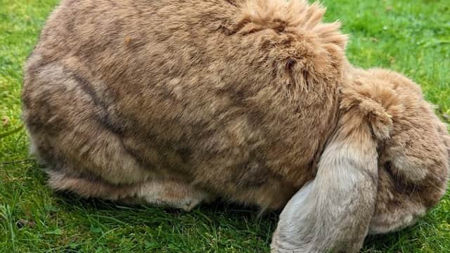 Brown rabbit sitting on green grass in a garden with a wooden fence in the background.