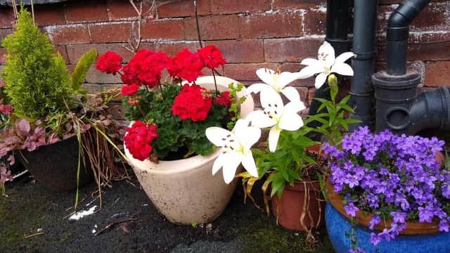 Accommodation at Mariposa Cottage in headingley