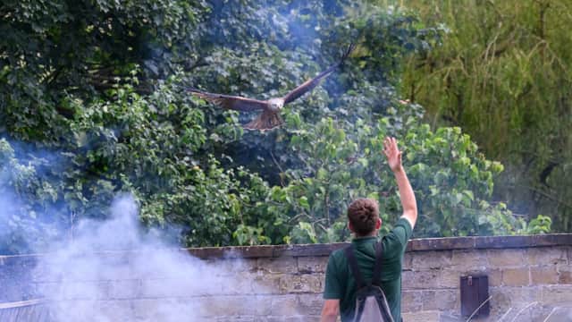 A falcon flies above a trainer gesturing, surrounded by greenery and smoke at Thirsk Birds of Prey Centre.