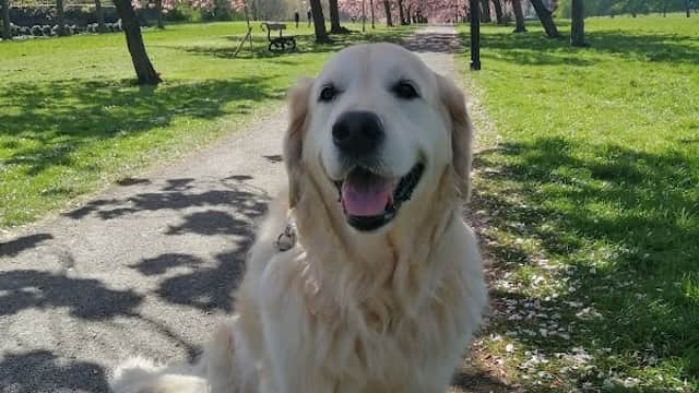 Harlow Kennels & Cattery - Vets in harrogate