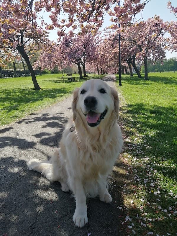 Harlow Kennels & Cattery