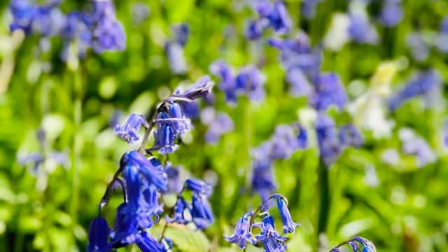 Spen Bottoms - Nature Reserves in cleckheaton