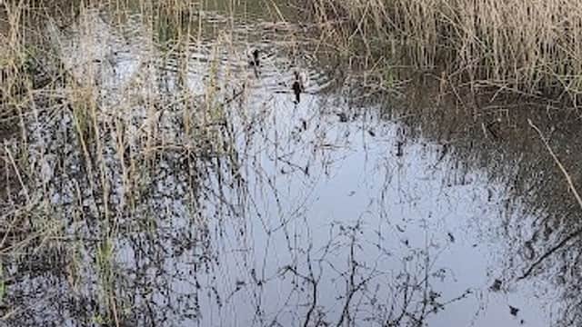 A tranquil pond surrounded by tall grasses and trees, with a stone wall in the foreground.