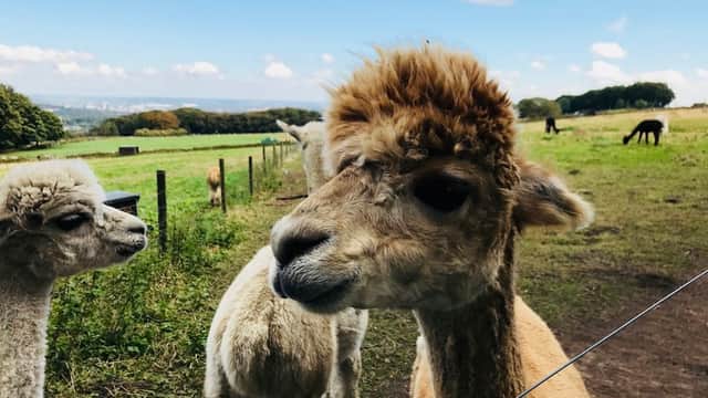 Mayfield Alpacas Farm & Animal Sanctuary - Zoos in hathersage