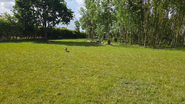 CookiesPark4Dogs - Park in temple hirst