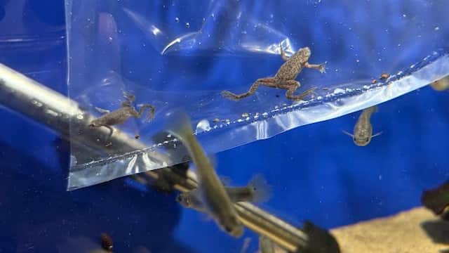 Steve's Aquatic Pet Emporium - Pet Shops in scarborough