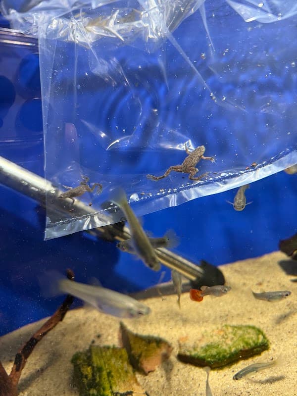 Steve's Aquatic Pet Emporium