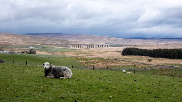 A sheep rests in a green field with rolling hills and a viaduct in the background under a cloudy sky.