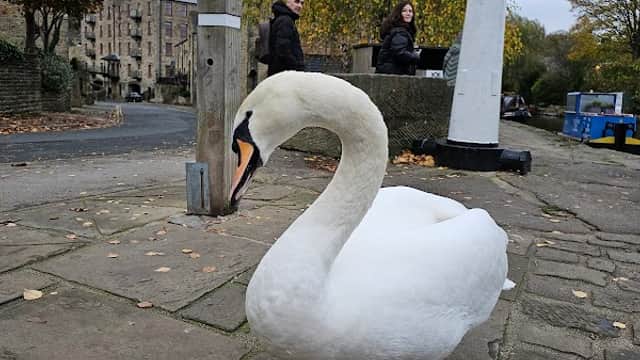 A white swan stands on the cobblestone path near people and autumn trees in Shipley Station Car Park.