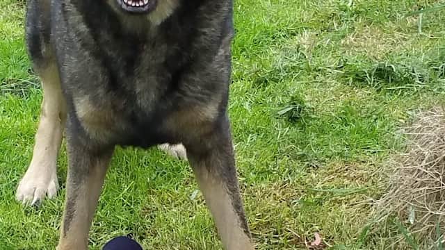 Medivet Northallerton East Rd - Vets in northallerton