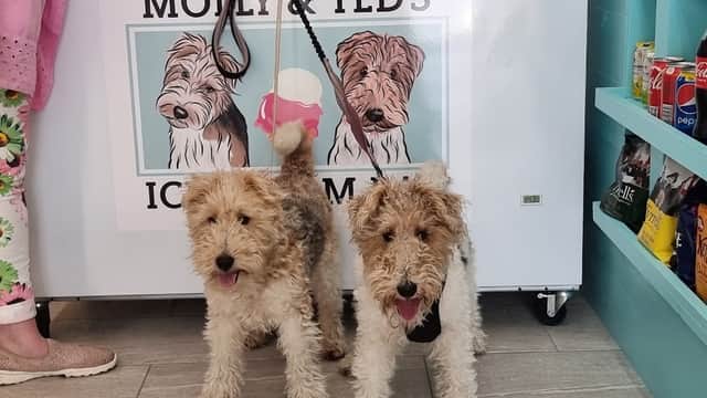 Molly & Ted's Ice-cream Bar - Ice Cream Shops in wakefield