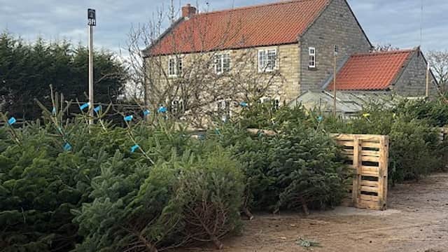 A stone building with a red-tiled roof surrounded by rows of Christmas trees at Dowkes A in Great Edstone, Yorkshire.