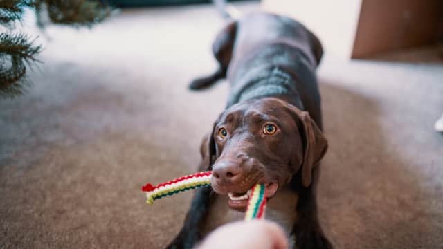 Standley's Pet Centre - Pet Shops in redcar