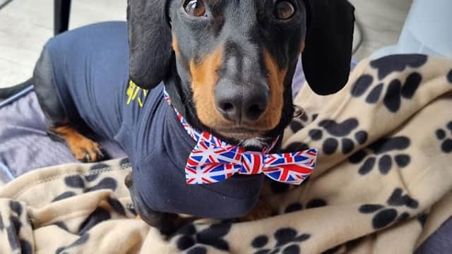 Tailermade - Pet Shops in halifax