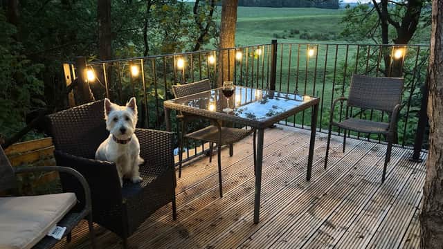 A cozy deck with a table and chairs, surrounded by trees, featuring a dog sitting on a chair and soft lighting.
