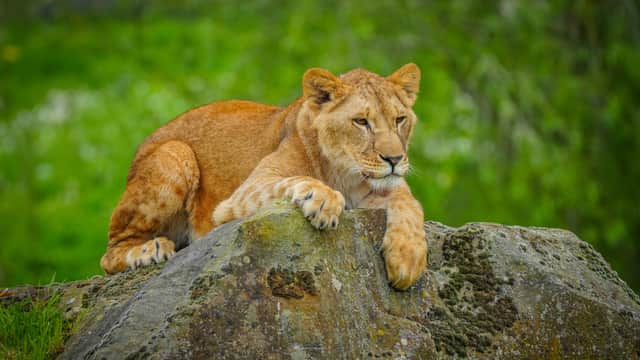 Lion lounging on a large rock with a lush green background.