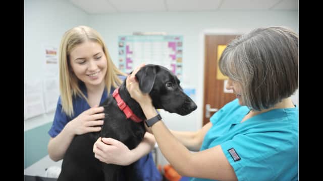 Abbeymoor Veterinary Centre, Abbey Lane - Vets in nether edge